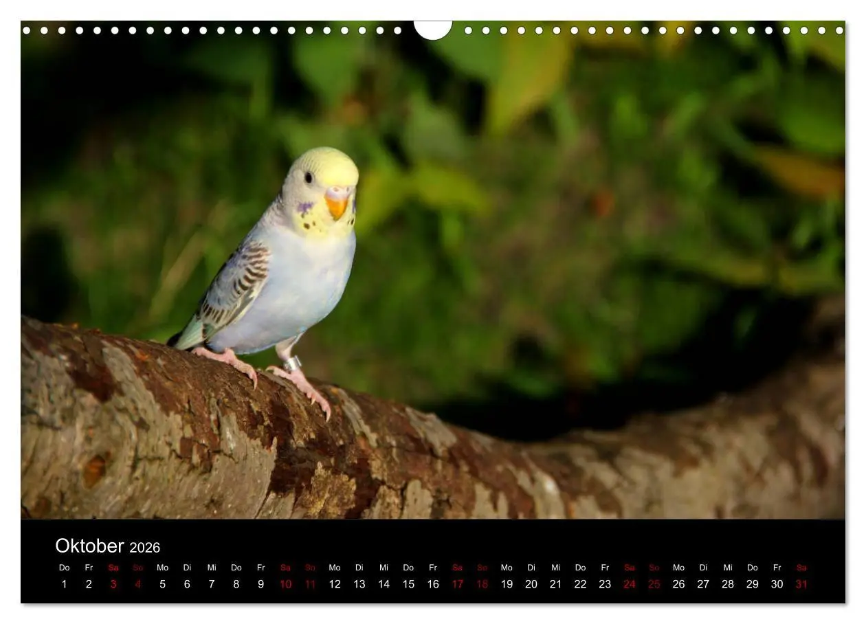 Bild: 9783457904527 | Wellensittichträume - Der neue Wellensittich-Naturkalender...