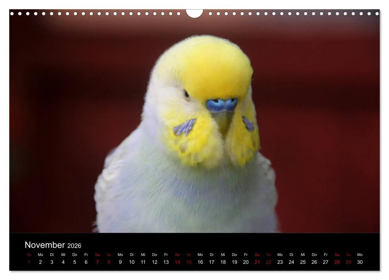 Bild: 9783457904527 | Wellensittichträume - Der neue Wellensittich-Naturkalender...