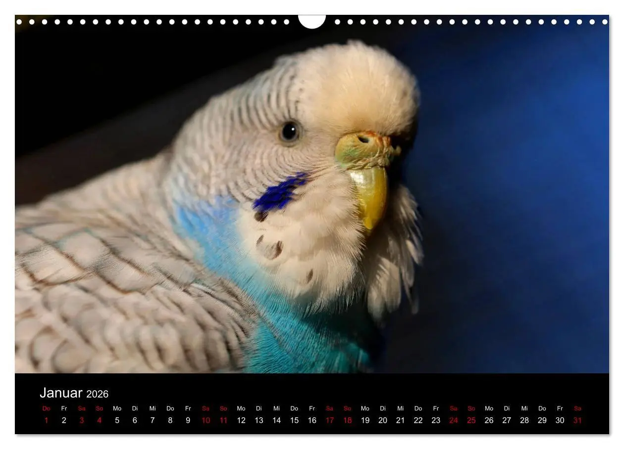Bild: 9783457904527 | Wellensittichträume - Der neue Wellensittich-Naturkalender...