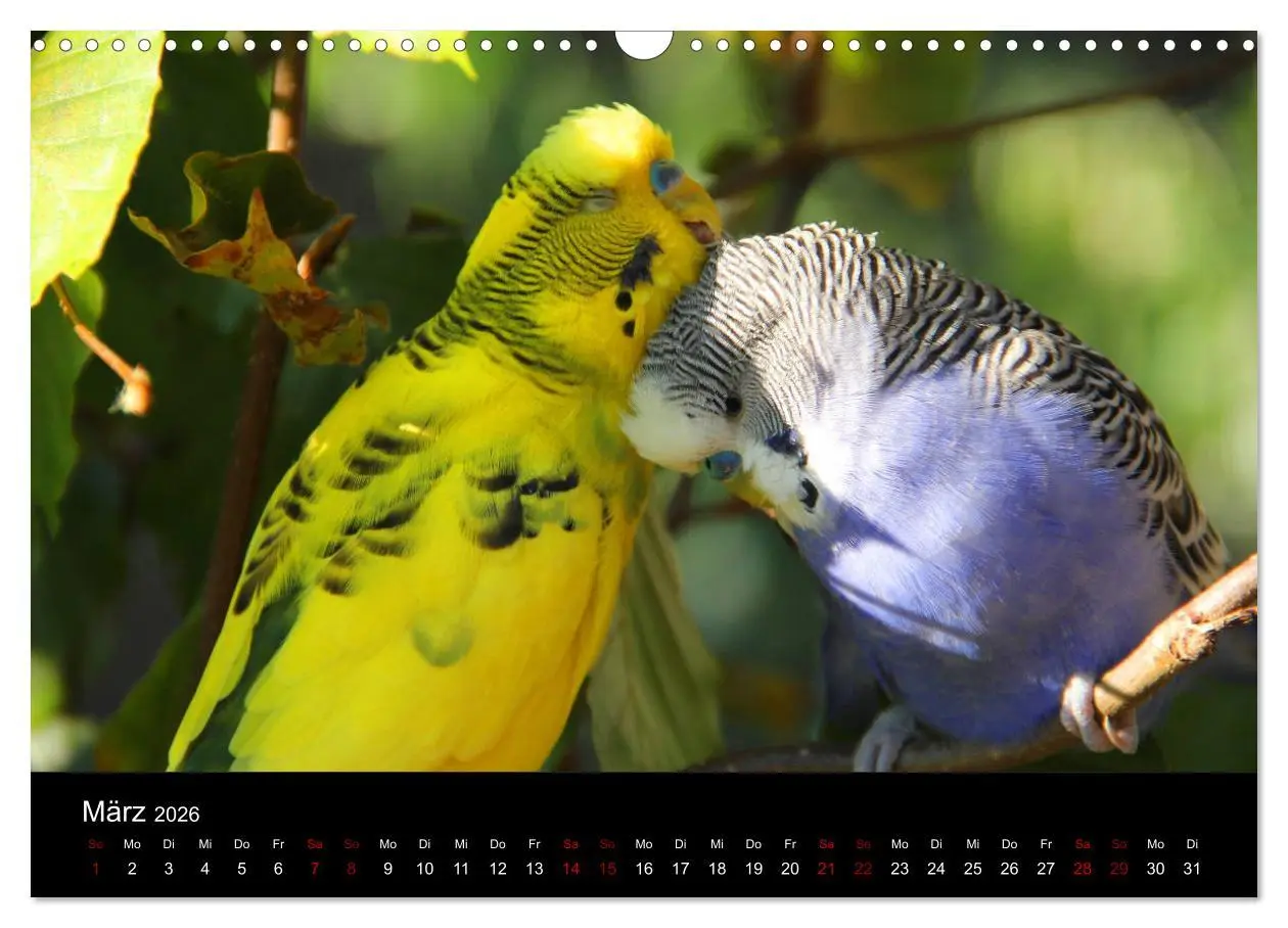 Bild: 9783457904527 | Wellensittichträume - Der neue Wellensittich-Naturkalender...
