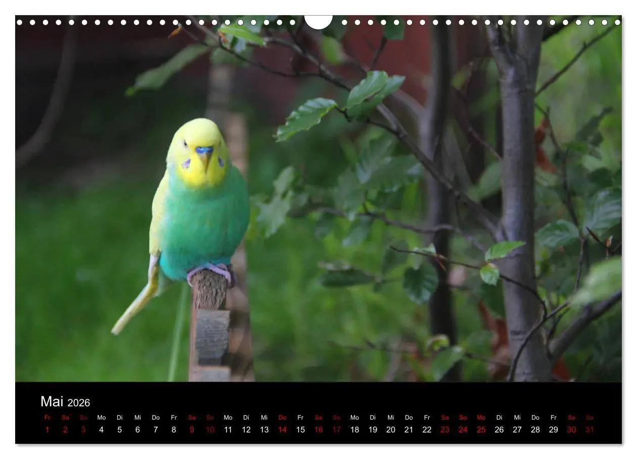 Bild: 9783457904527 | Wellensittichträume - Der neue Wellensittich-Naturkalender...
