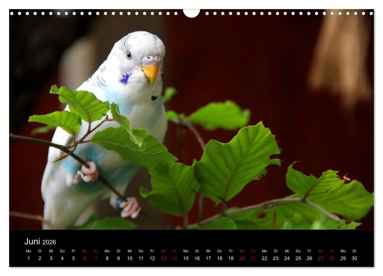 Bild: 9783457904527 | Wellensittichträume - Der neue Wellensittich-Naturkalender...