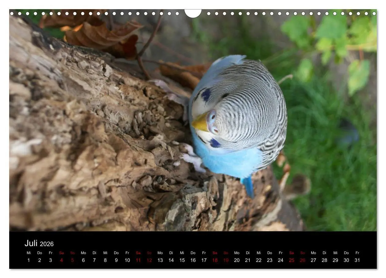 Bild: 9783457904527 | Wellensittichträume - Der neue Wellensittich-Naturkalender...