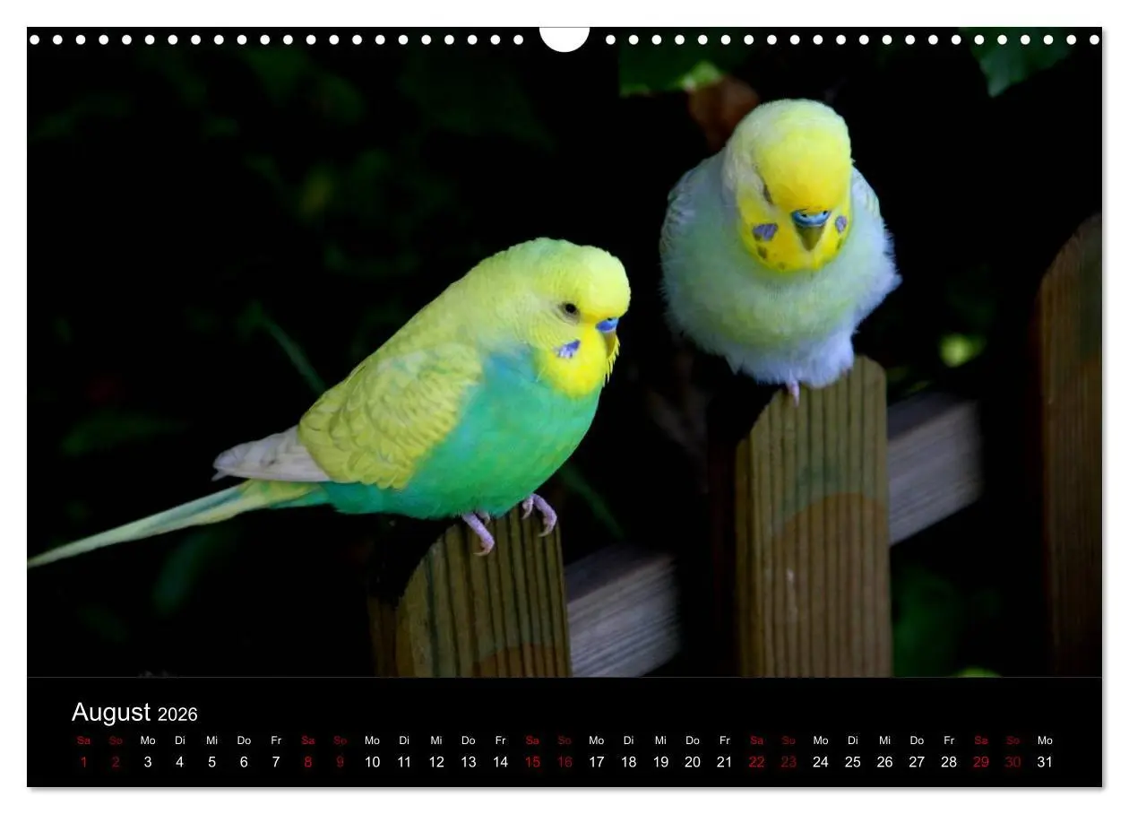 Bild: 9783457904527 | Wellensittichträume - Der neue Wellensittich-Naturkalender...