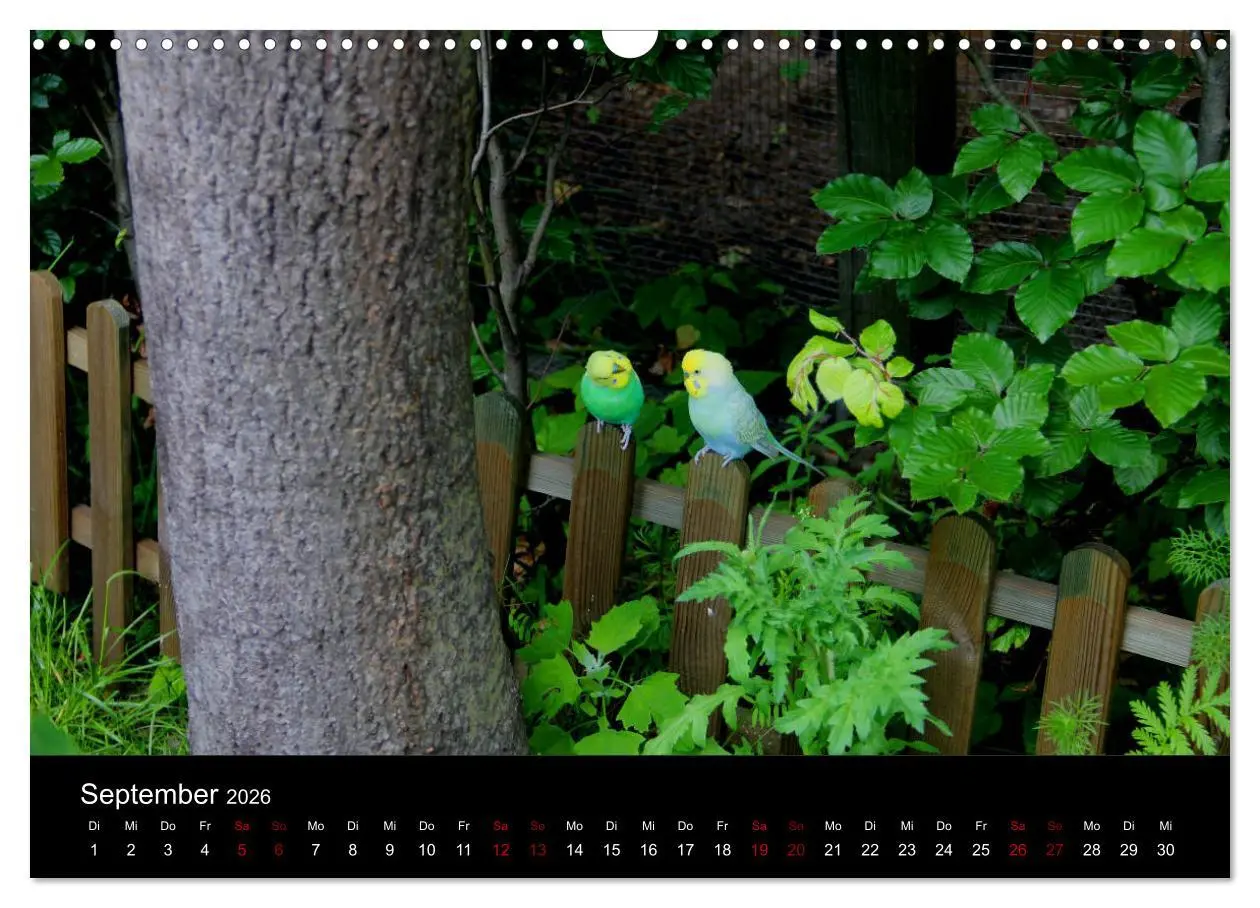 Bild: 9783457904527 | Wellensittichträume - Der neue Wellensittich-Naturkalender...