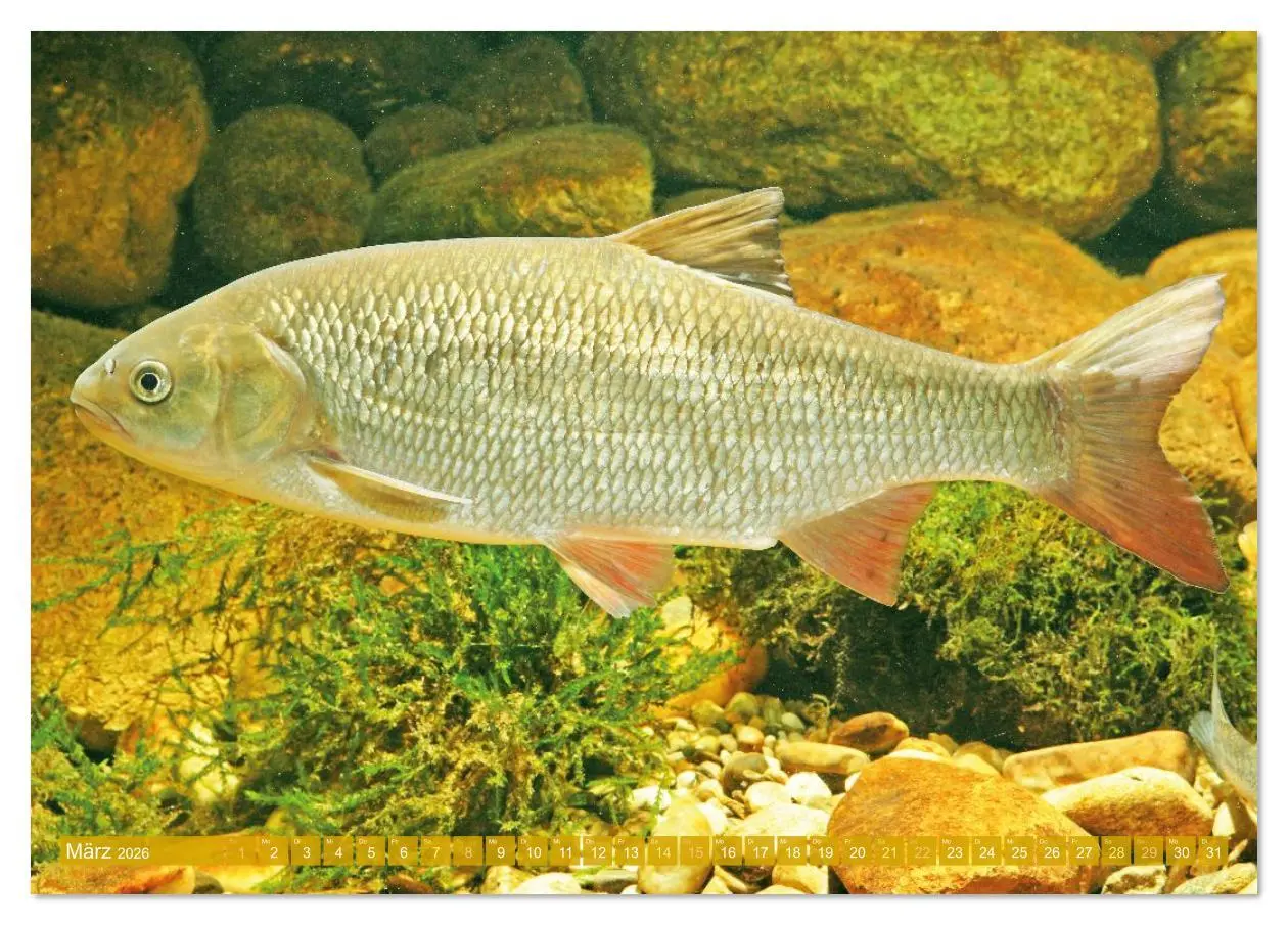 Bild: 9783516614527 | Heimische Fische: Karpfen, Forelle, Hecht (Tischkalender 2026 DIN...