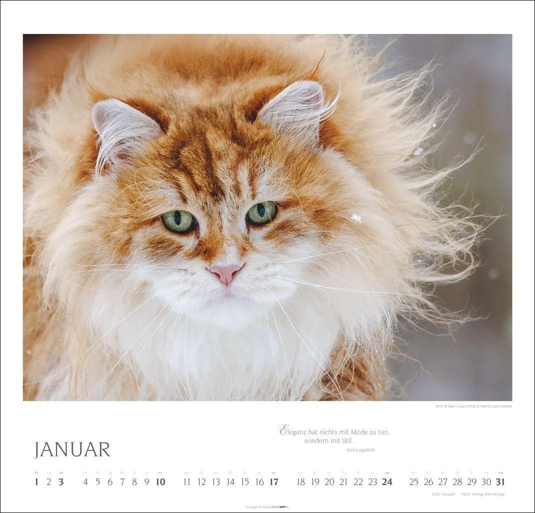 Bild: 9783839904527 | Katzen - Diven auf Samtpfoten Kalender 2027 - Diven auf Samtpfoten