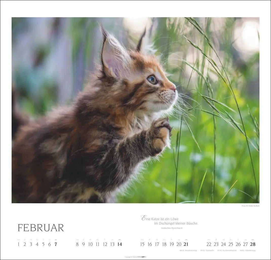 Bild: 9783839904527 | Katzen - Diven auf Samtpfoten Kalender 2027 - Diven auf Samtpfoten