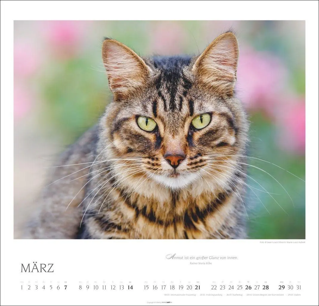 Bild: 9783839904527 | Katzen - Diven auf Samtpfoten Kalender 2027 - Diven auf Samtpfoten