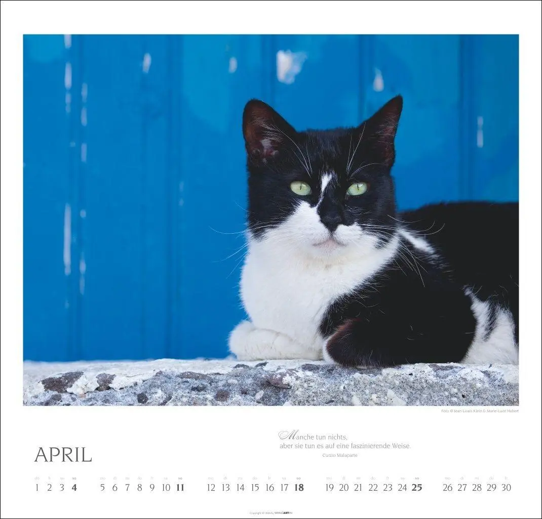 Bild: 9783839904527 | Katzen - Diven auf Samtpfoten Kalender 2027 - Diven auf Samtpfoten