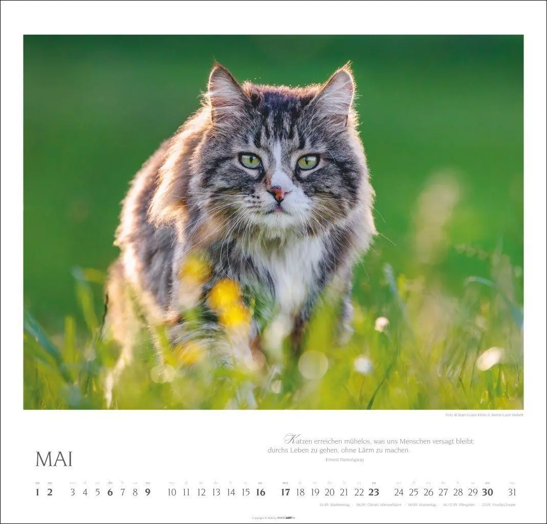 Bild: 9783839904527 | Katzen - Diven auf Samtpfoten Kalender 2027 - Diven auf Samtpfoten