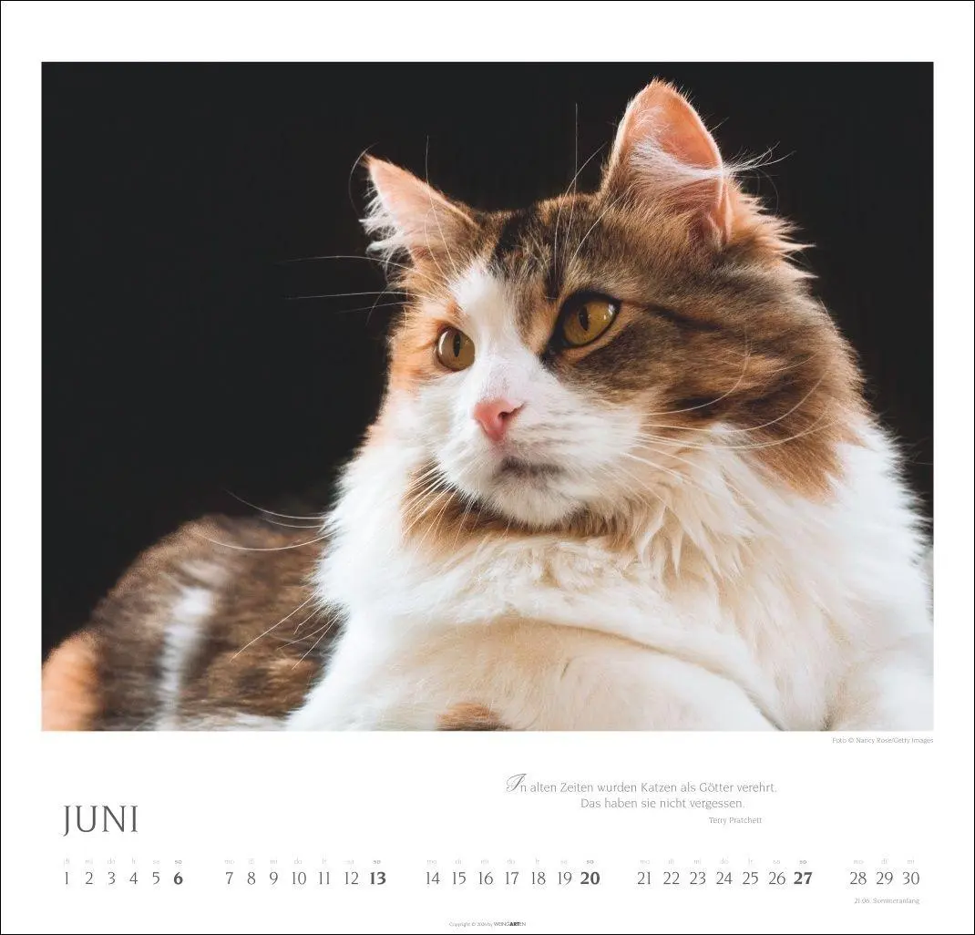 Bild: 9783839904527 | Katzen - Diven auf Samtpfoten Kalender 2027 - Diven auf Samtpfoten