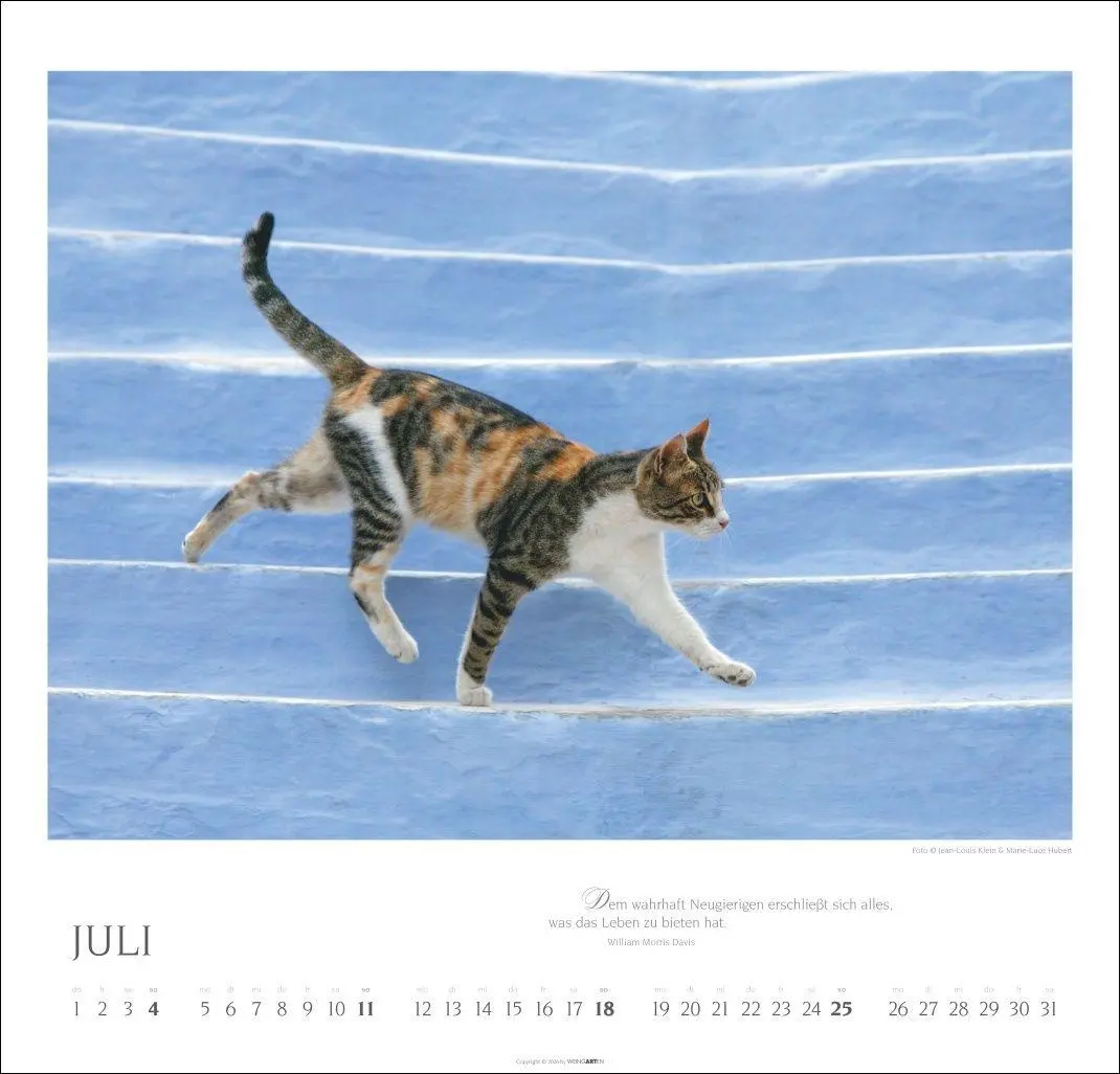 Bild: 9783839904527 | Katzen - Diven auf Samtpfoten Kalender 2027 - Diven auf Samtpfoten