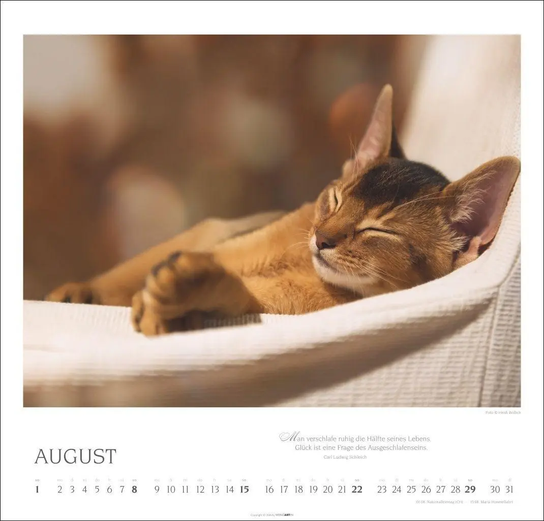 Bild: 9783839904527 | Katzen - Diven auf Samtpfoten Kalender 2027 - Diven auf Samtpfoten
