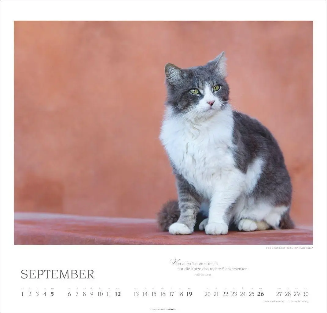Bild: 9783839904527 | Katzen - Diven auf Samtpfoten Kalender 2027 - Diven auf Samtpfoten