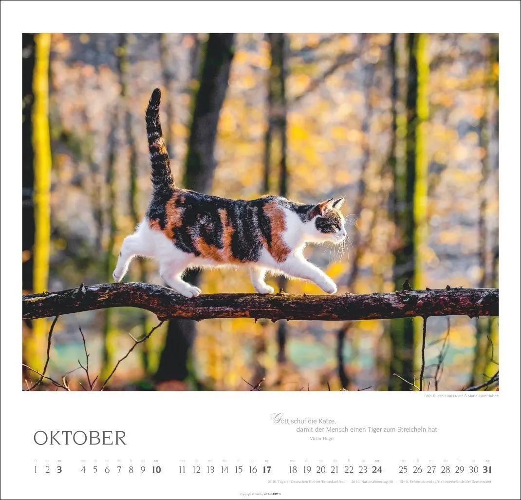 Bild: 9783839904527 | Katzen - Diven auf Samtpfoten Kalender 2027 - Diven auf Samtpfoten
