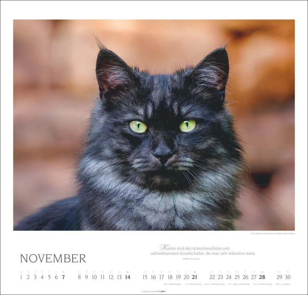 Bild: 9783839904527 | Katzen - Diven auf Samtpfoten Kalender 2027 - Diven auf Samtpfoten