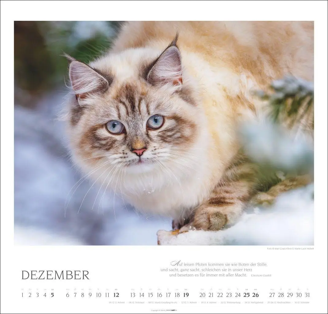 Bild: 9783839904527 | Katzen - Diven auf Samtpfoten Kalender 2027 - Diven auf Samtpfoten