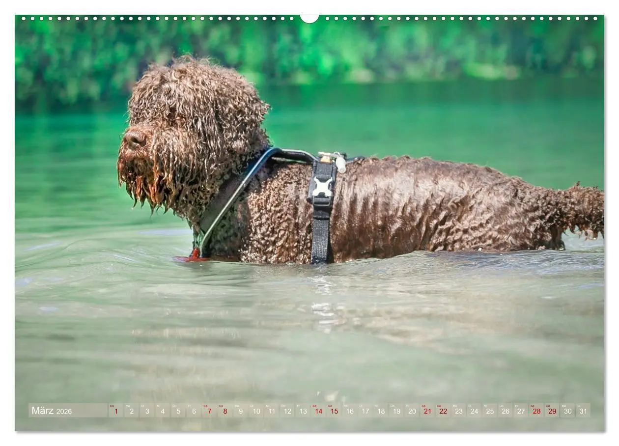 Bild: 9783457684627 | Lagotto Romagnolo - Wasserspiele (hochwertiger Premium Wandkalender...