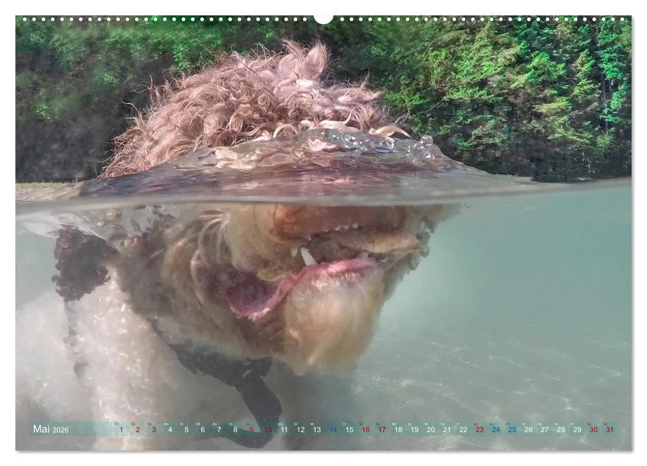 Bild: 9783457684627 | Lagotto Romagnolo - Wasserspiele (hochwertiger Premium Wandkalender...