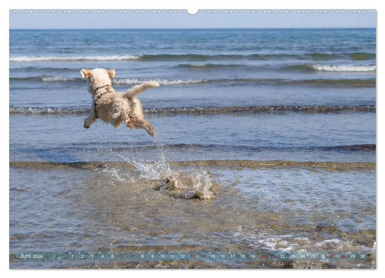 Bild: 9783457684627 | Lagotto Romagnolo - Wasserspiele (hochwertiger Premium Wandkalender...