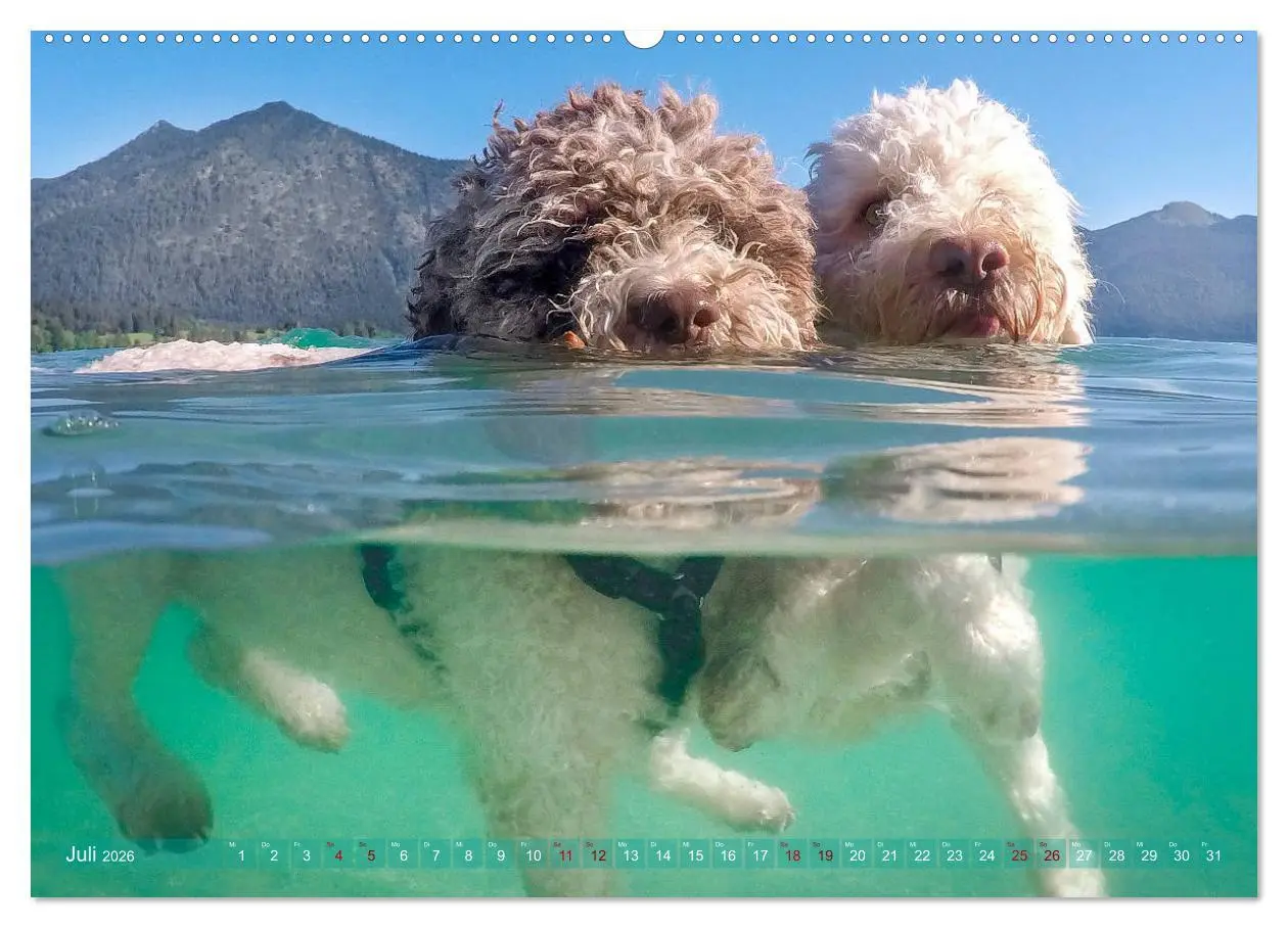 Bild: 9783457684627 | Lagotto Romagnolo - Wasserspiele (hochwertiger Premium Wandkalender...