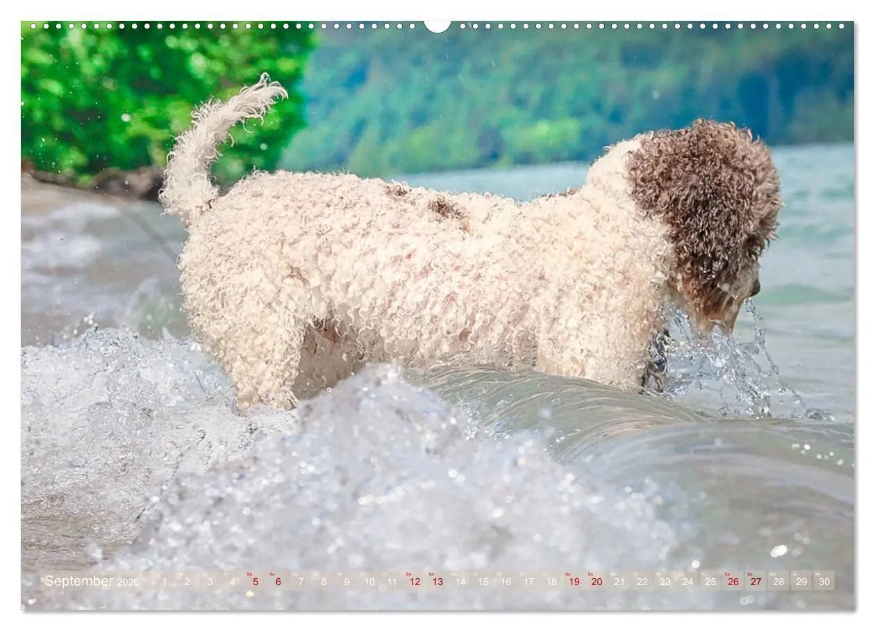 Bild: 9783457684627 | Lagotto Romagnolo - Wasserspiele (hochwertiger Premium Wandkalender...