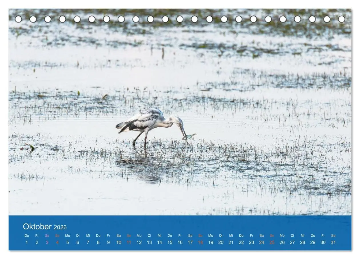 Bild: 9783516604627 | Die Schönheit der Reiher (Tischkalender 2026 DIN A5 quer), CALVENDO...