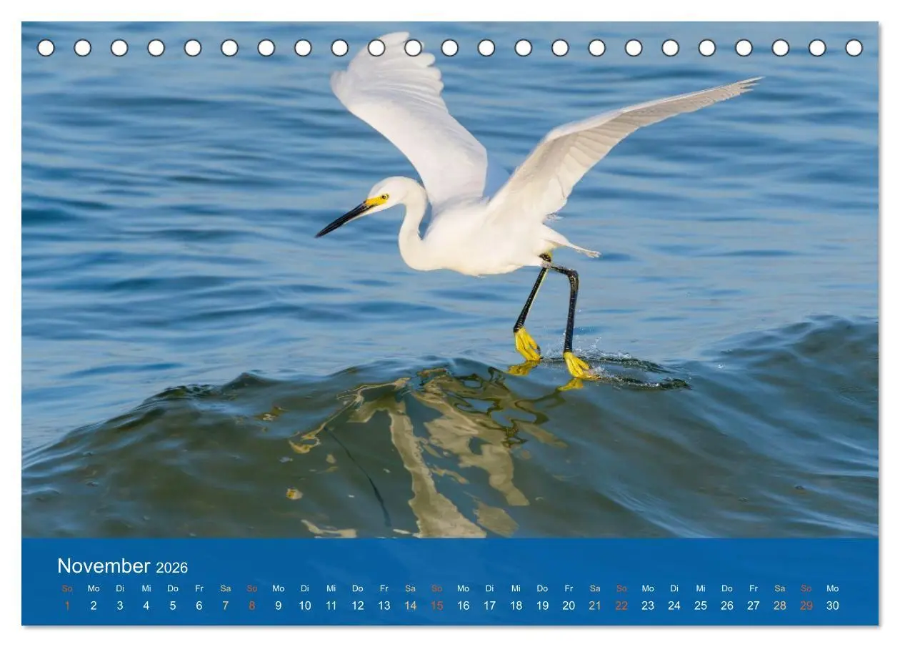 Bild: 9783516604627 | Die Schönheit der Reiher (Tischkalender 2026 DIN A5 quer), CALVENDO...
