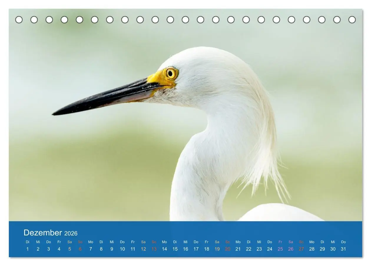 Bild: 9783516604627 | Die Schönheit der Reiher (Tischkalender 2026 DIN A5 quer), CALVENDO...