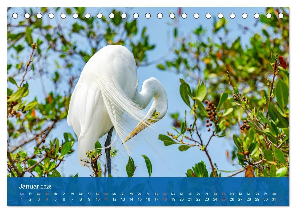 Bild: 9783516604627 | Die Schönheit der Reiher (Tischkalender 2026 DIN A5 quer), CALVENDO...