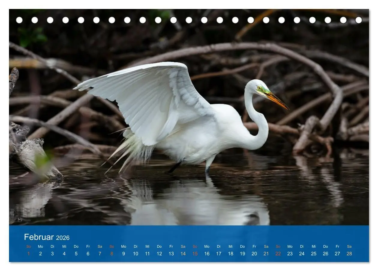 Bild: 9783516604627 | Die Schönheit der Reiher (Tischkalender 2026 DIN A5 quer), CALVENDO...