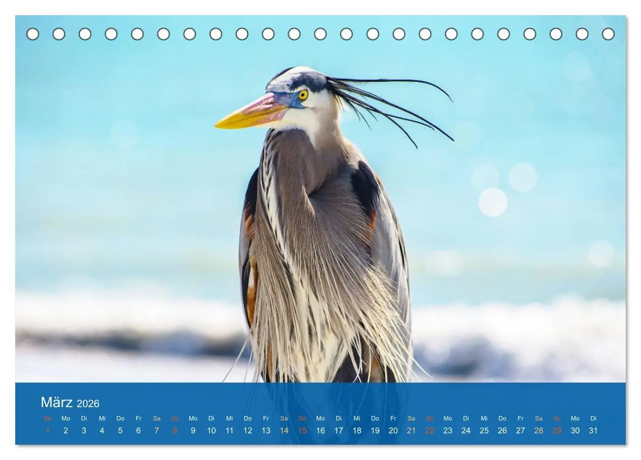 Bild: 9783516604627 | Die Schönheit der Reiher (Tischkalender 2026 DIN A5 quer), CALVENDO...