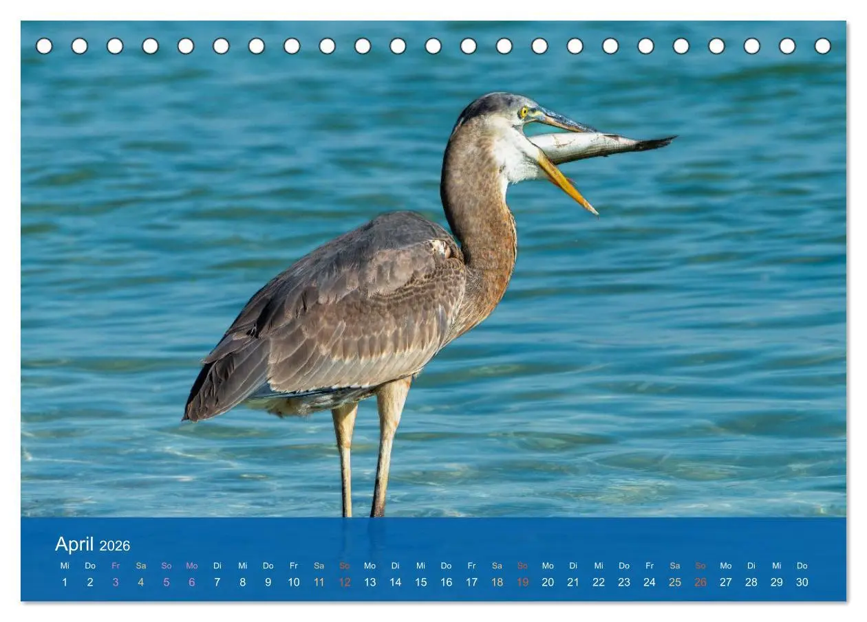 Bild: 9783516604627 | Die Schönheit der Reiher (Tischkalender 2026 DIN A5 quer), CALVENDO...