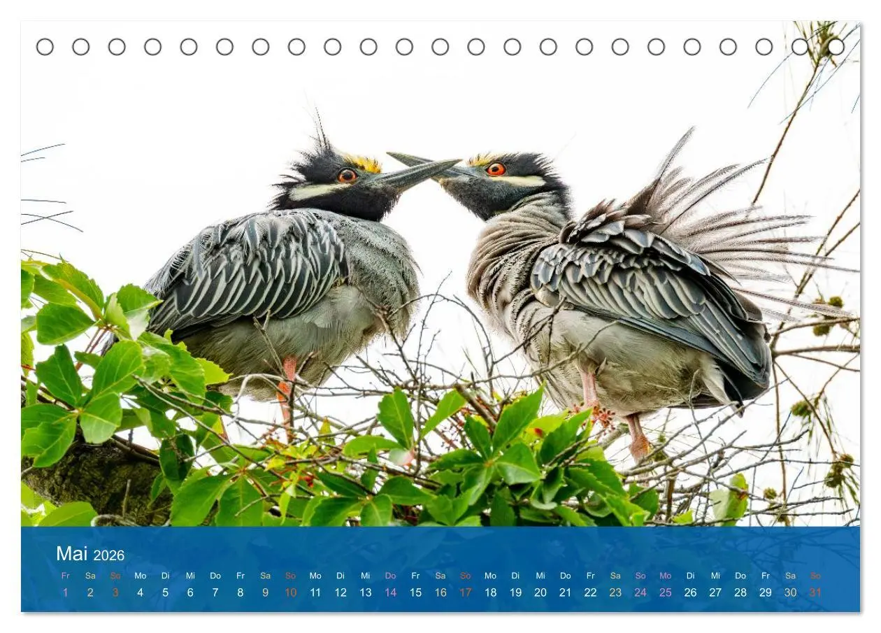 Bild: 9783516604627 | Die Schönheit der Reiher (Tischkalender 2026 DIN A5 quer), CALVENDO...