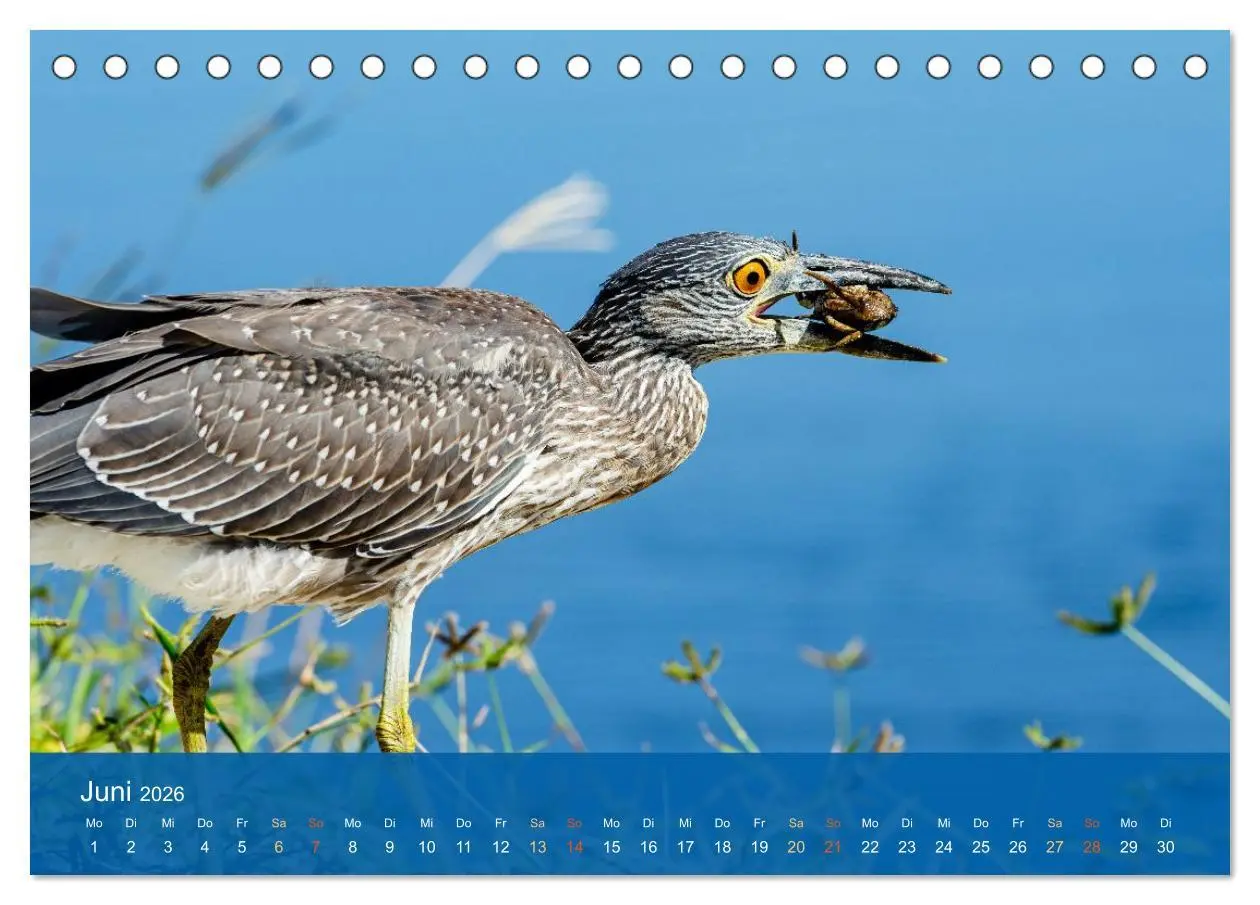 Bild: 9783516604627 | Die Schönheit der Reiher (Tischkalender 2026 DIN A5 quer), CALVENDO...
