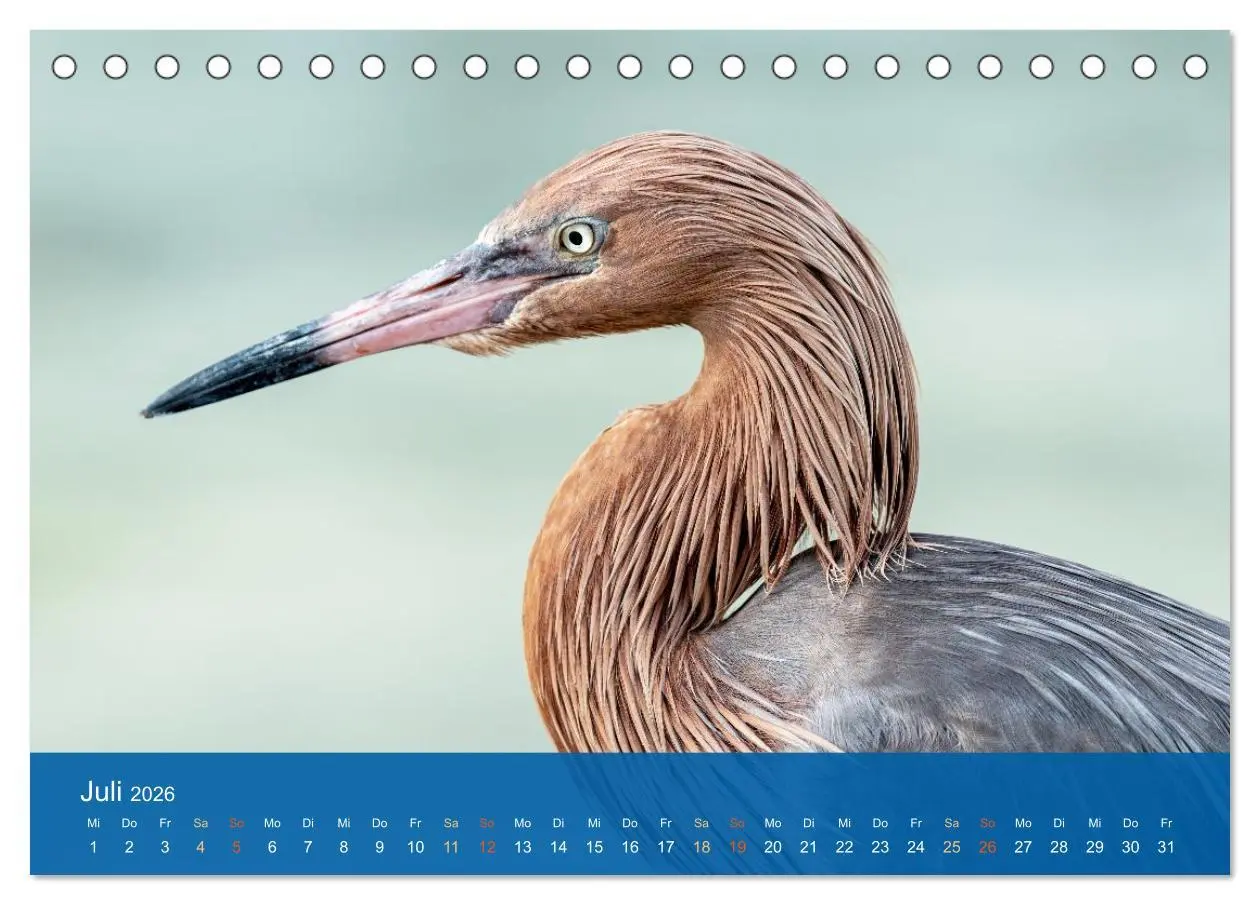 Bild: 9783516604627 | Die Schönheit der Reiher (Tischkalender 2026 DIN A5 quer), CALVENDO...