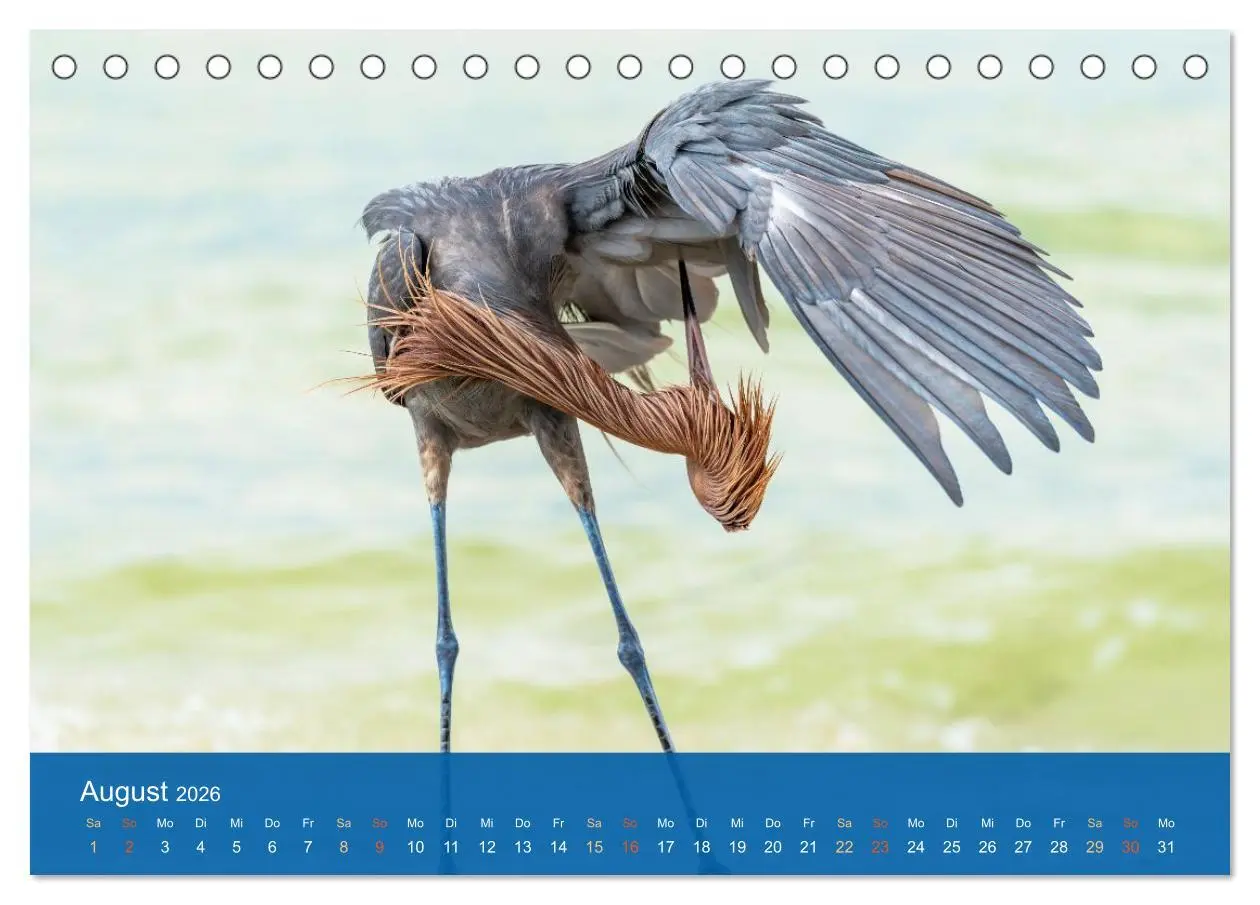 Bild: 9783516604627 | Die Schönheit der Reiher (Tischkalender 2026 DIN A5 quer), CALVENDO...