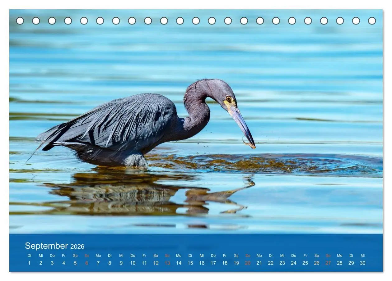 Bild: 9783516604627 | Die Schönheit der Reiher (Tischkalender 2026 DIN A5 quer), CALVENDO...