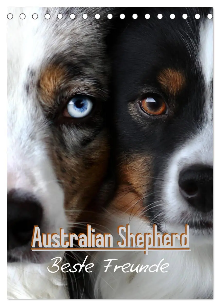 Cover: 9783516384727 | Australian Shepherd - Beste Freunde (Tischkalender 2026 DIN A5...