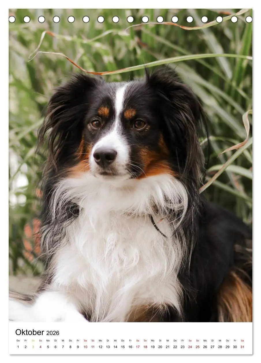 Bild: 9783516384727 | Australian Shepherd - Beste Freunde (Tischkalender 2026 DIN A5...