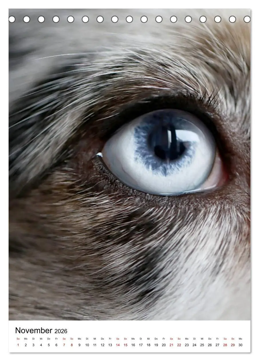 Bild: 9783516384727 | Australian Shepherd - Beste Freunde (Tischkalender 2026 DIN A5...