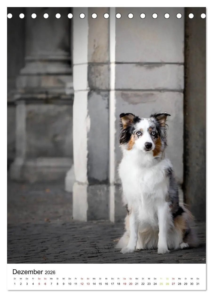 Bild: 9783516384727 | Australian Shepherd - Beste Freunde (Tischkalender 2026 DIN A5...