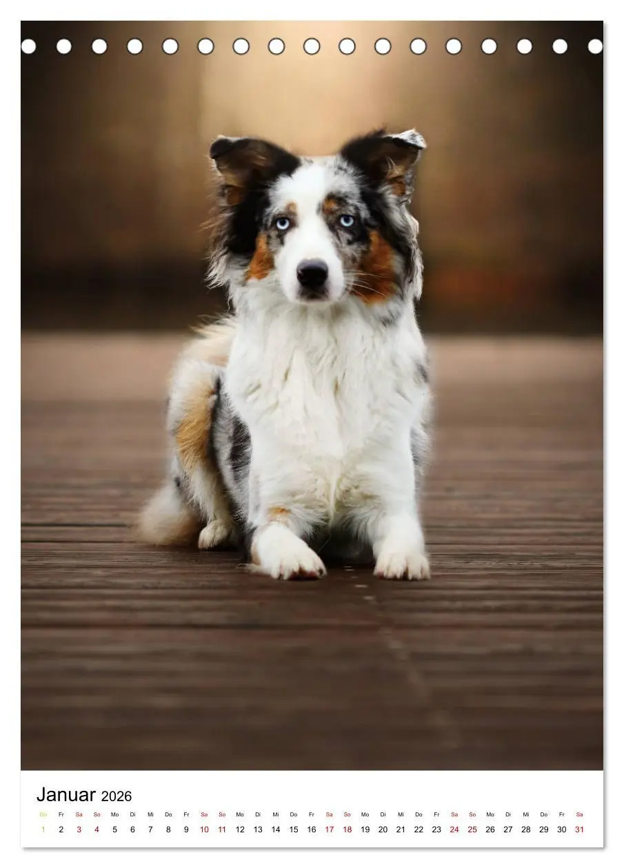 Bild: 9783516384727 | Australian Shepherd - Beste Freunde (Tischkalender 2026 DIN A5...