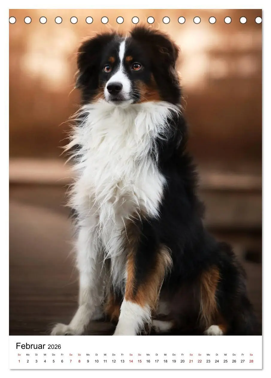 Bild: 9783516384727 | Australian Shepherd - Beste Freunde (Tischkalender 2026 DIN A5...