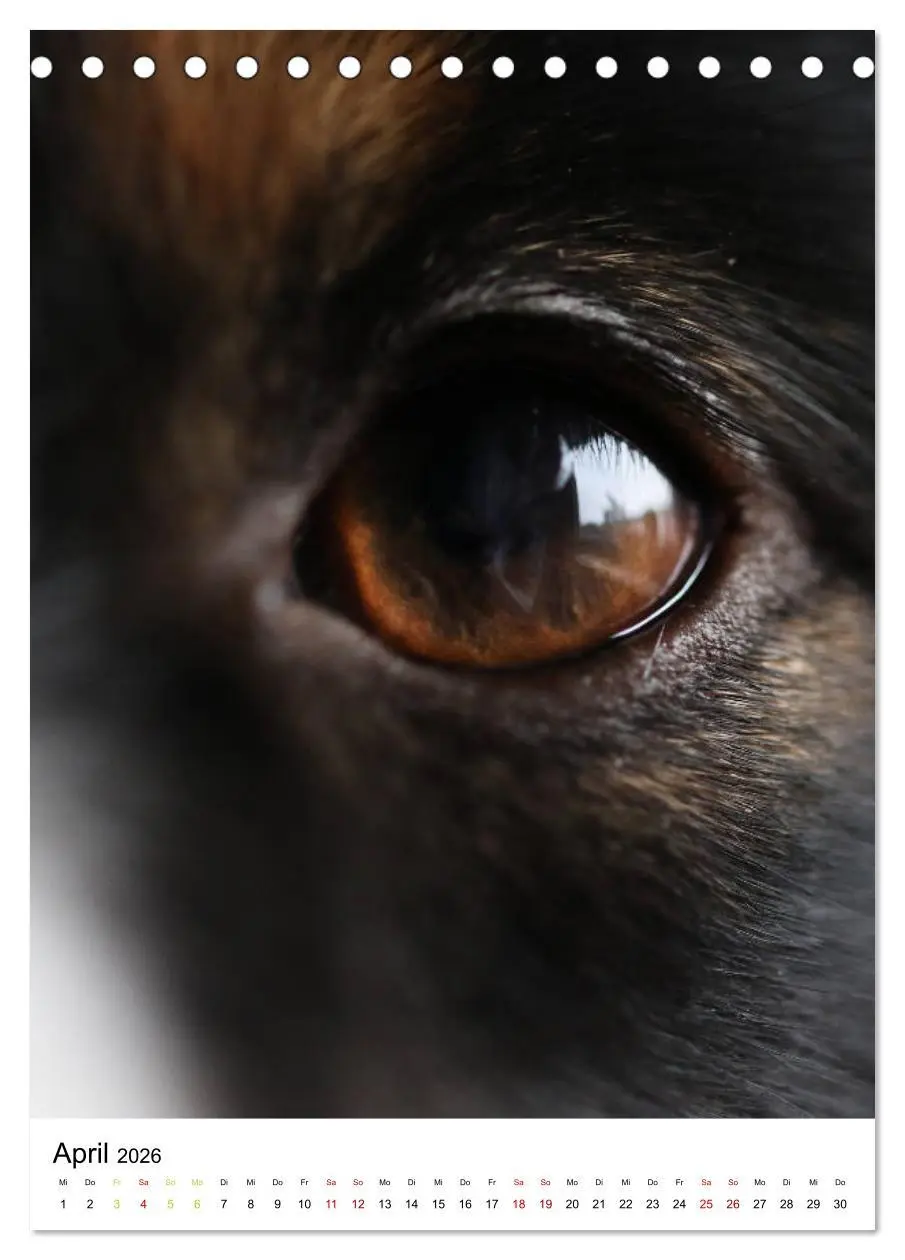 Bild: 9783516384727 | Australian Shepherd - Beste Freunde (Tischkalender 2026 DIN A5...