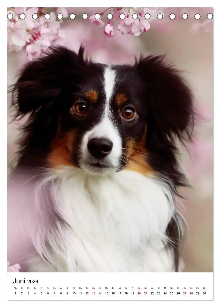Bild: 9783516384727 | Australian Shepherd - Beste Freunde (Tischkalender 2026 DIN A5...