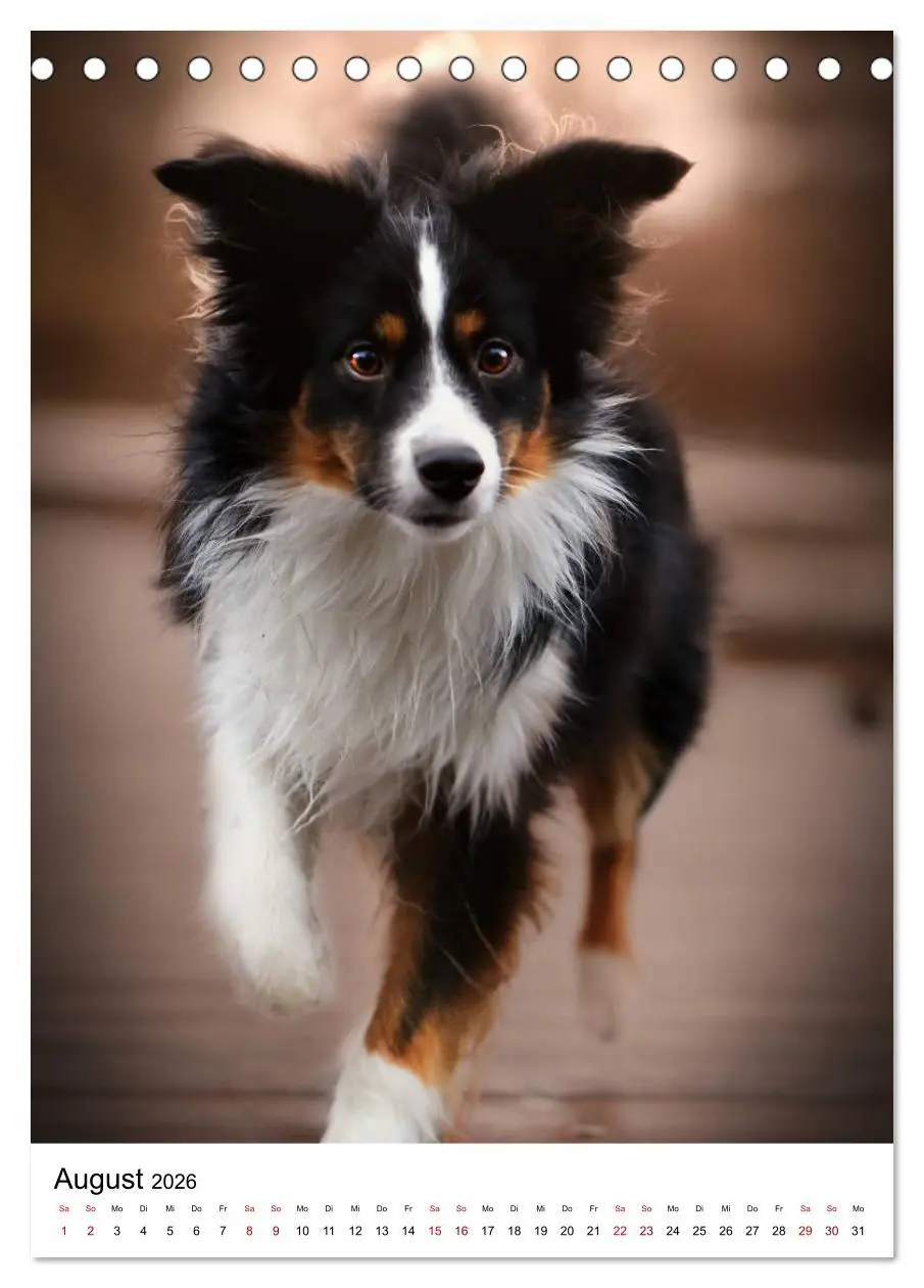 Bild: 9783516384727 | Australian Shepherd - Beste Freunde (Tischkalender 2026 DIN A5...