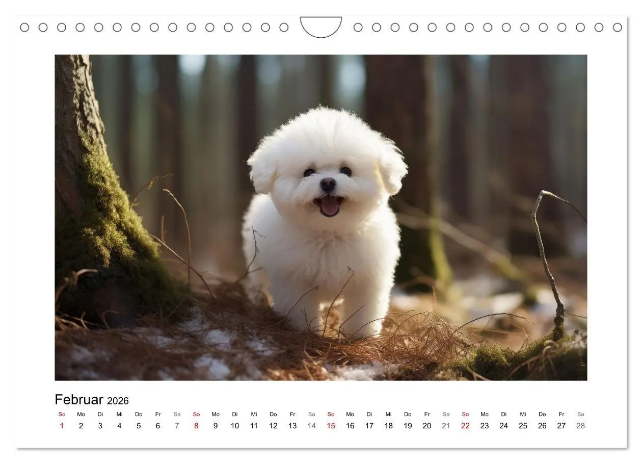 Bild: 9783457354827 | Bichon frisé, weiße Hündchen mit lockigem Haar (Wandkalender 2026...