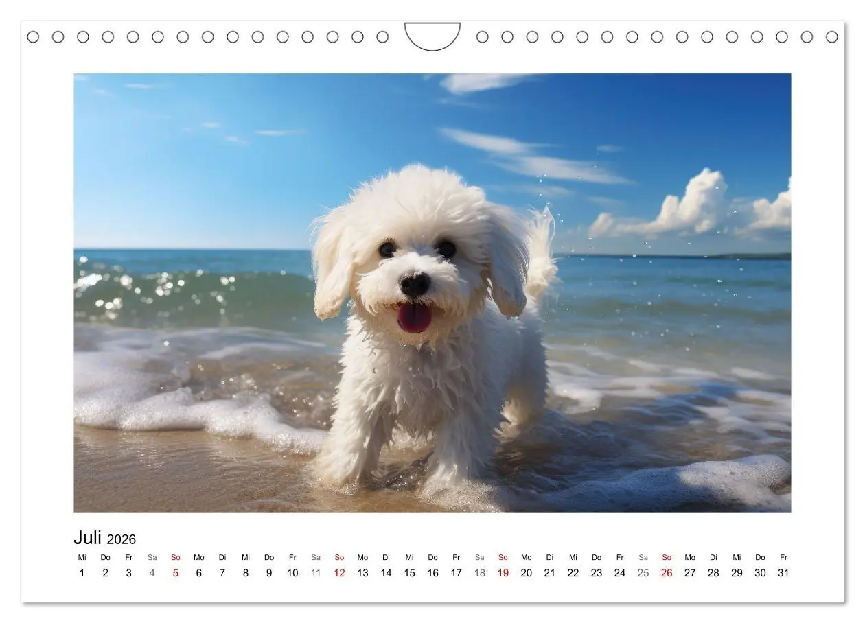 Bild: 9783457354827 | Bichon frisé, weiße Hündchen mit lockigem Haar (Wandkalender 2026...
